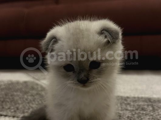 Scottish Shorthair görsel