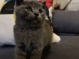 Scottish Shorthair