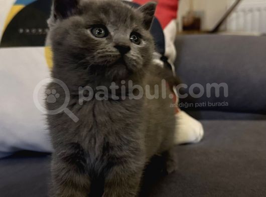 Scottish Shorthair görsel
