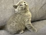 Scottish Shorthair