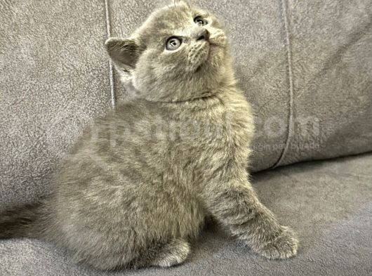 Scottish Shorthair