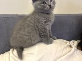 Scottish Shorthair