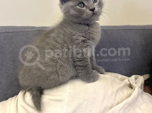 Scottish Shorthair görsel