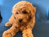 0 Numr Red Toy Poodle Oğlumuz
