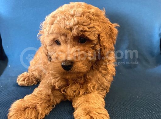0 Numr Red Toy Poodle Oğlumuz görsel