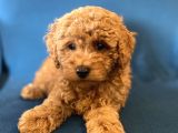 0 Numr Red Toy Poodle Oğlumuz