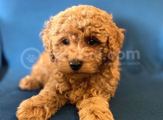 0 Numr Red Toy Poodle Oğlumuz görsel