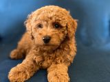 0 Numr Red Toy Poodle Oğlumuz