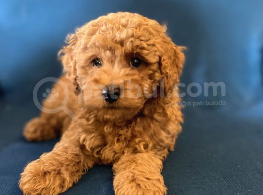 0 Numr Red Toy Poodle Oğlumuz görsel