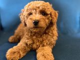 0 Numr Red Toy Poodle Oğlumuz