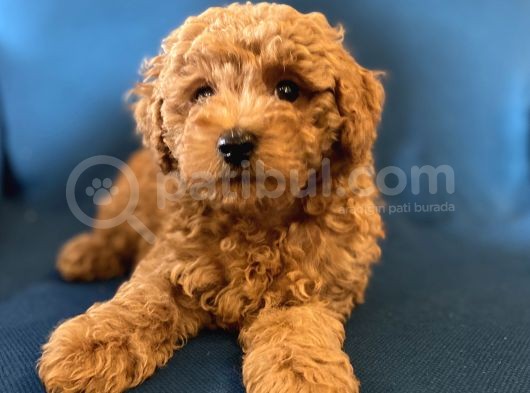 0 Numr Red Toy Poodle Oğlumuz görsel