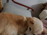 gofret Çok duygusal Kayıp Can Dostumuzu Arıyoruz