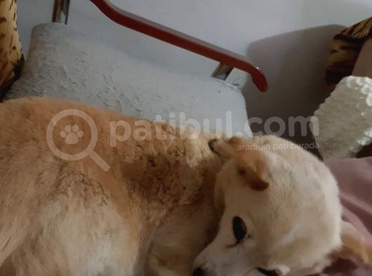 Gofret Çok Duygusal Kayıp Can Dostumuzu Arıyoruz