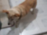 Gofret Çok Duygusal Kayıp Can Dostumuzu Arıyoruz