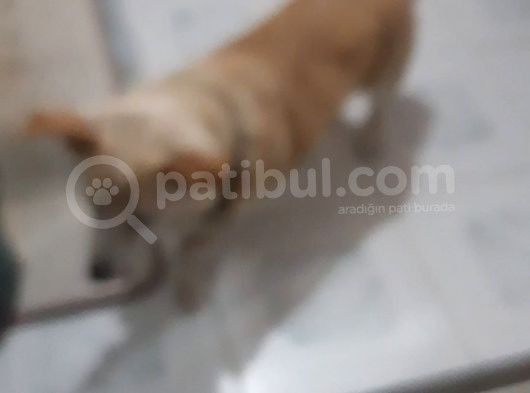 Gofret Çok Duygusal Kayıp Can Dostumuzu Arıyoruz görsel