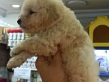 Toy Poodle Yavrumuz