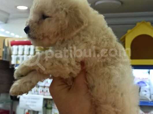 Toy Poodle Yavrumuz görsel