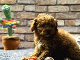 Mi̇ni̇ Surat Di̇şi̇ Toy Poodle