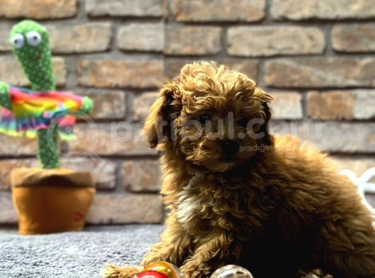 Mi̇ni̇ Surat Di̇şi̇ Toy Poodle görsel