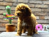 Mi̇ni̇ Surat Di̇şi̇ Toy Poodle