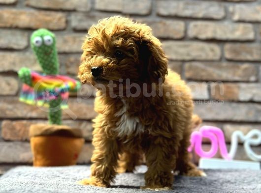 Mi̇ni̇ Surat Di̇şi̇ Toy Poodle görsel