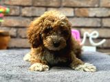 Bebek Surat Di̇şi̇ Toy Poodle