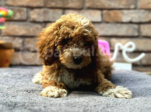 Bebek Surat Di̇şi̇ Toy Poodle görsel