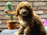 Bebek Surat Di̇şi̇ Toy Poodle