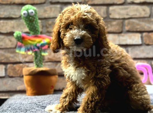 Bebek Surat Di̇şi̇ Toy Poodle görsel