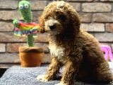BEBEK SURAT DİŞİ TOY POODLE