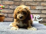 Bebek Surat Di̇şi̇ Toy Poodle