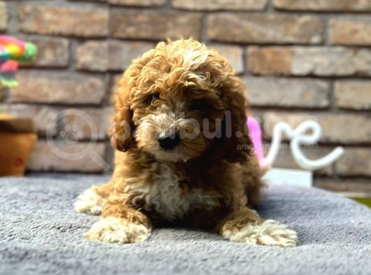 Bebek Surat Di̇şi̇ Toy Poodle görsel