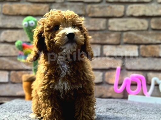 Bebek Surat Di̇şi̇ Toy Poodle