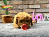 Mi̇ni̇ Surat Di̇şi̇ Toy Poodle