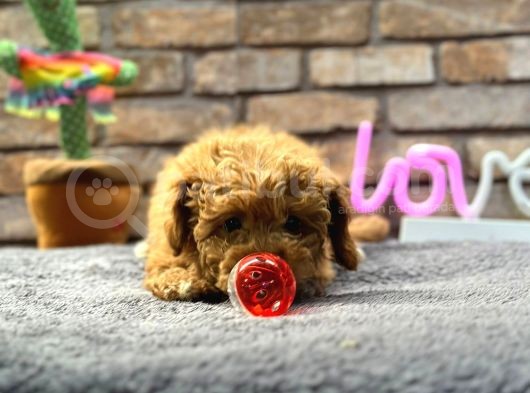 Mi̇ni̇ Surat Di̇şi̇ Toy Poodle görsel