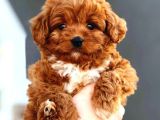 TOOY POODLE YAVRUMUZ 