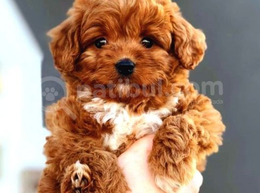 Tooy Poodle Yavrumuz 