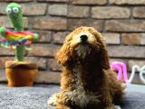 Bebek Surat Di̇şi̇ Toy Poodle