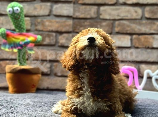 Bebek Surat Di̇şi̇ Toy Poodle görsel