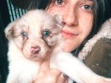 Border collie Yavrularımız