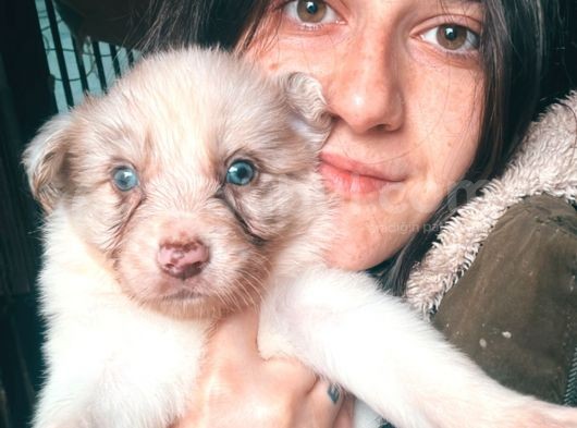 Border Collie Yavrularımız