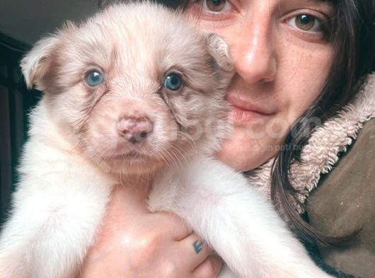Border Collie Yavrularımız görsel