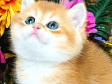 British Shorthair golden Bebekler