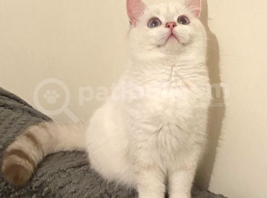 Briths Shorthair Satılık