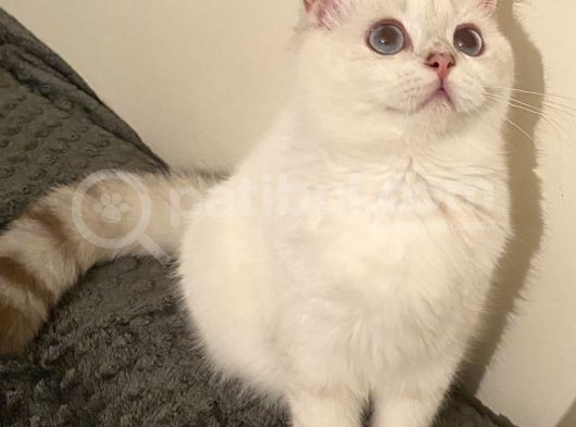 Briths Shorthair Satılık görsel