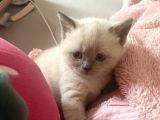 48 Günlük Safkan British Shorthair Yavrular
