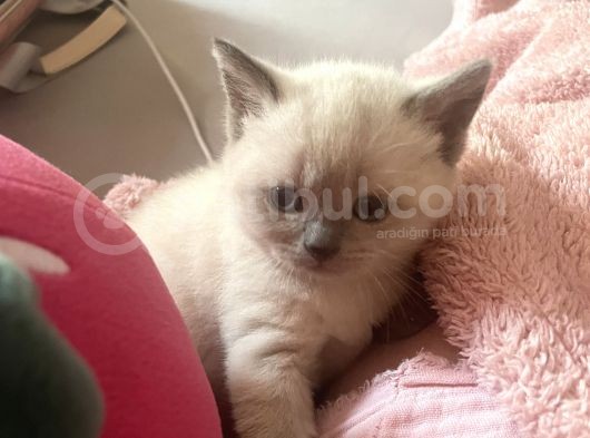 48 Günlük Safkan British Shorthair Yavrular görsel