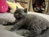 48 Günlük Safkan British Shorthair Yavrular