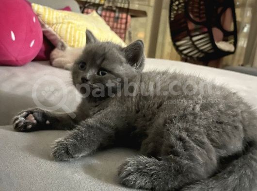 48 Günlük Safkan British Shorthair Yavrular görsel