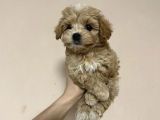 Safkan Tatli Malti̇poo Yavrulari